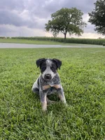 Moe, a male Australian Cattle Dog for sale in Rochester, IN – 1 of 3