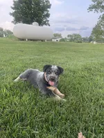 Curly, a male Australian Cattle Dog for sale in Rochester, IN – 2 of 3