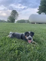 Larry, a male Australian Cattle Dog for sale in Rochester, IN – 3 of 3