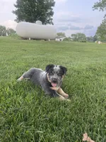 Curly, a male Australian Cattle Dog for sale in Rochester, IN – 3 of 3