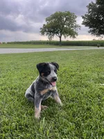 Moe, a male Australian Cattle Dog for sale in Rochester, IN – 3 of 3