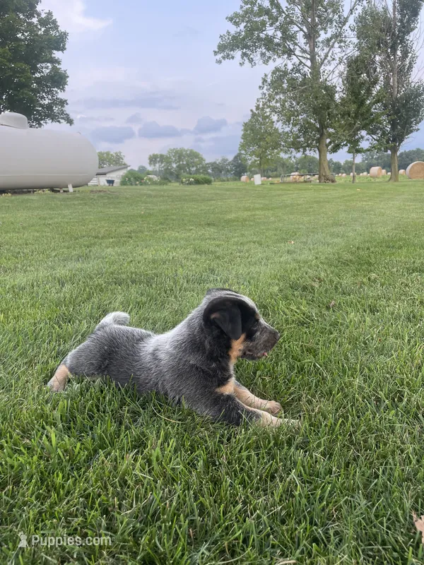 Curly – Australian Cattle Dog puppy for sale in Rochester, IN