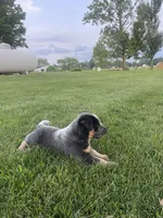 Curly, a male Australian Cattle Dog for sale in Rochester, IN – 1 of 3