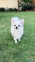 Gino, a male Chihuahua for sale in Beverly Hills, CA – 6 of 6