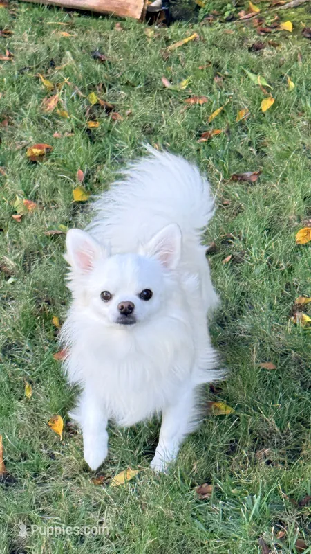 Gino – Chihuahua puppy for sale in Beverly Hills, CA