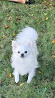 Gino, a male Chihuahua for sale in Beverly Hills, CA – 1 of 6