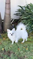Gino, a male Chihuahua for sale in Beverly Hills, CA – 4 of 6
