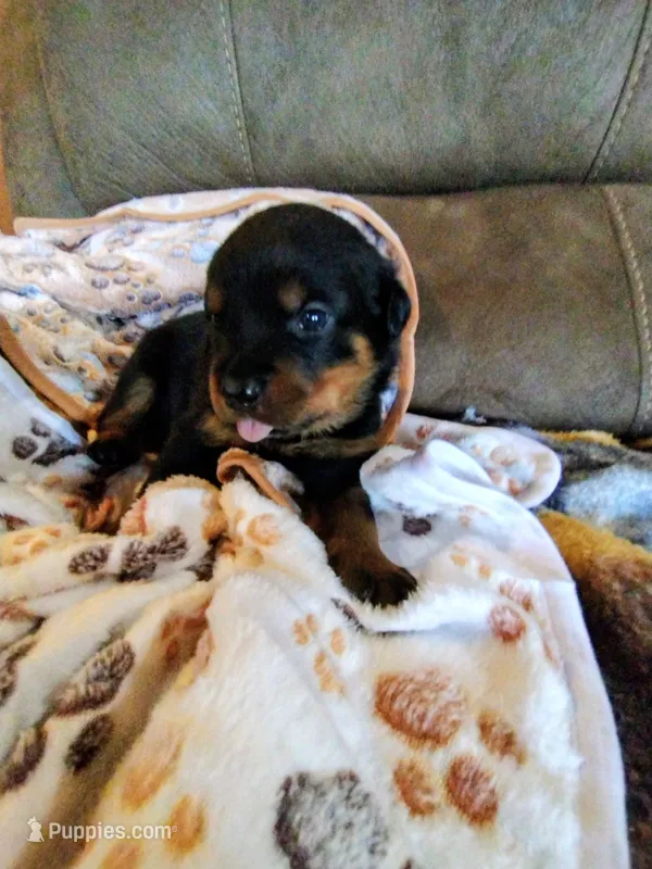 Bud – Rottweiler puppy for sale in Michigantown, IN