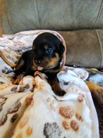Bud, a male Rottweiler for sale in Michigantown, IN – 1 of 1