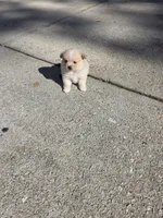 LF3, a female Shiranian for sale in Braselton, GA – 2 of 10