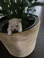 NM#1, a male Pomeranian for sale in Braselton, GA – 7 of 10
