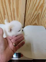 puppy#2, a male Shiranian for sale in Braselton, GA – Photo 3 of 10