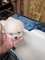 puppy#2, a male Shiranian for sale in Braselton, GA – Photo 10 of 10