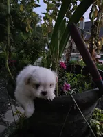 puppy#2, a male Shiranian for sale in Braselton, GA – Photo 7 of 10