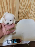 puppy#2, a male Shiranian for sale in Braselton, GA – Photo 2 of 10