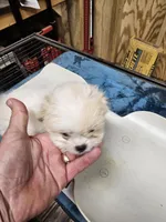 puppy#2, a male Shiranian for sale in Braselton, GA – Photo 8 of 10