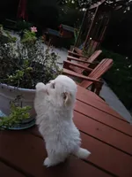 puppy#2, a male Shiranian for sale in Braselton, GA – Photo 5 of 10