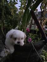 puppy#2, a male Shiranian for sale in Braselton, GA – Photo 6 of 10