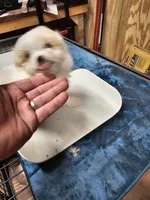 puppy#2, a male Shiranian for sale in Braselton, GA – Photo 9 of 10