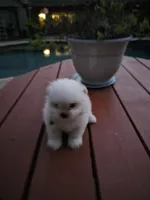 puppy#2, a male Shiranian for sale in Braselton, GA – Photo 4 of 10