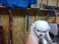 puppy#2, a male Shiranian for sale in Braselton, GA – Photo 1 of 10