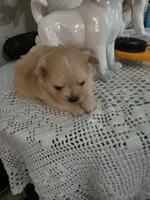 LF#2, a female Shiranian for sale in Braselton, GA – 4 of 10