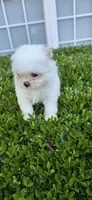 Cf2, a female Pomeranian and Shiranian for sale in Braselton, GA – Photo 7 of 8