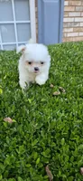 Cf2, a female Pomeranian and Shiranian for sale in Braselton, GA – Photo 1 of 8