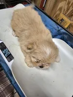 puppy#1, a female Shiranian for sale in Braselton, GA – Photo 8 of 8