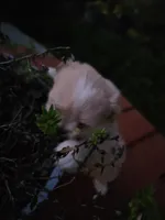 puppy#1, a female Shiranian for sale in Braselton, GA – Photo 2 of 8