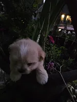 puppy#1, a female Shiranian for sale in Braselton, GA – Photo 3 of 8