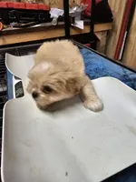 puppy#1, a female Shiranian for sale in Braselton, GA – Photo 7 of 8