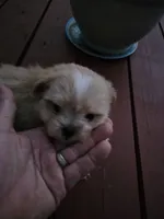 puppy#1, a female Shiranian for sale in Braselton, GA – Photo 4 of 8