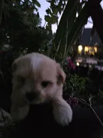 puppy#1, a female Shiranian for sale in Braselton, GA – Photo 5 of 8