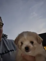 puppy#1, a female Shiranian for sale in Braselton, GA – Photo 1 of 8