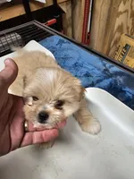 puppy#1, a female Shiranian for sale in Braselton, GA – Photo 6 of 8