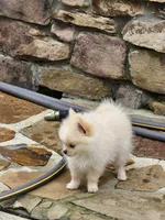 Puppy #2, a female Pomeranian for sale in Braselton, GA – Photo 4 of 8