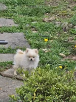 Puppy #2, a female Pomeranian for sale in Braselton, GA – Photo 1 of 8