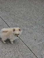 Puppy #2, a female Pomeranian for sale in Braselton, GA – Photo 6 of 8