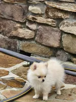 Puppy #2, a female Pomeranian for sale in Braselton, GA – Photo 5 of 8