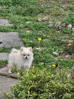 Puppy #2, a female Pomeranian for sale in Braselton, GA – Photo 8 of 8