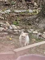 Puppy #2, a female Pomeranian for sale in Braselton, GA – Photo 2 of 8
