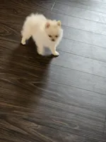 Puppy #2, a female Pomeranian for sale in Braselton, GA – Photo 3 of 8