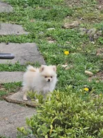 Puppy #2, a female Pomeranian for sale in Braselton, GA – Photo 7 of 8