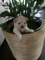 LF#2, a female Shiranian for sale in Braselton, GA – 10 of 10