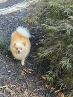 Bella, a female Pomeranian for sale in Braselton, GA – 2 of 8