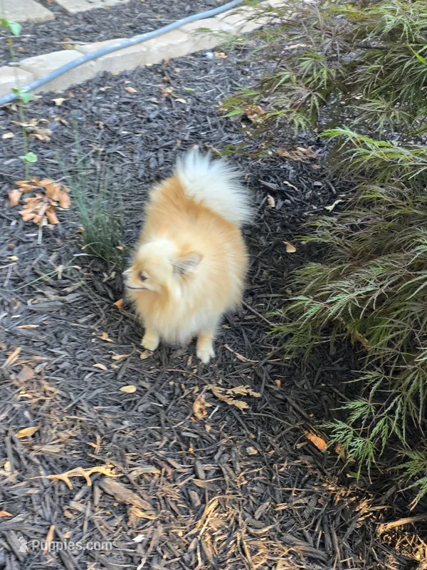 Bella – Pomeranian puppy for sale in Braselton, GA