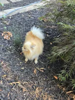 Bella, a female Pomeranian for sale in Braselton, GA – 1 of 8