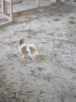 Poka , a female Pomeranian for sale in Braselton, GA – Photo 3 of 5