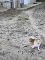 Poka , a female Pomeranian for sale in Braselton, GA – Photo 4 of 5